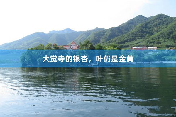 大觉寺的银杏，叶仍是金黄