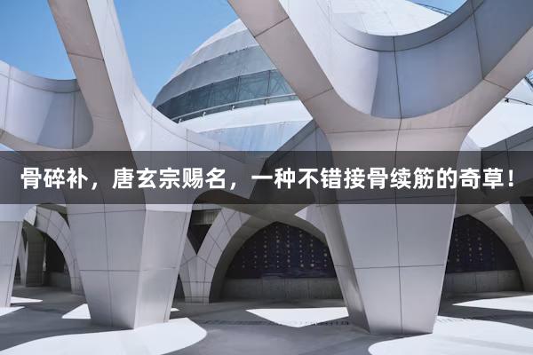 骨碎补，唐玄宗赐名，一种不错接骨续筋的奇草！